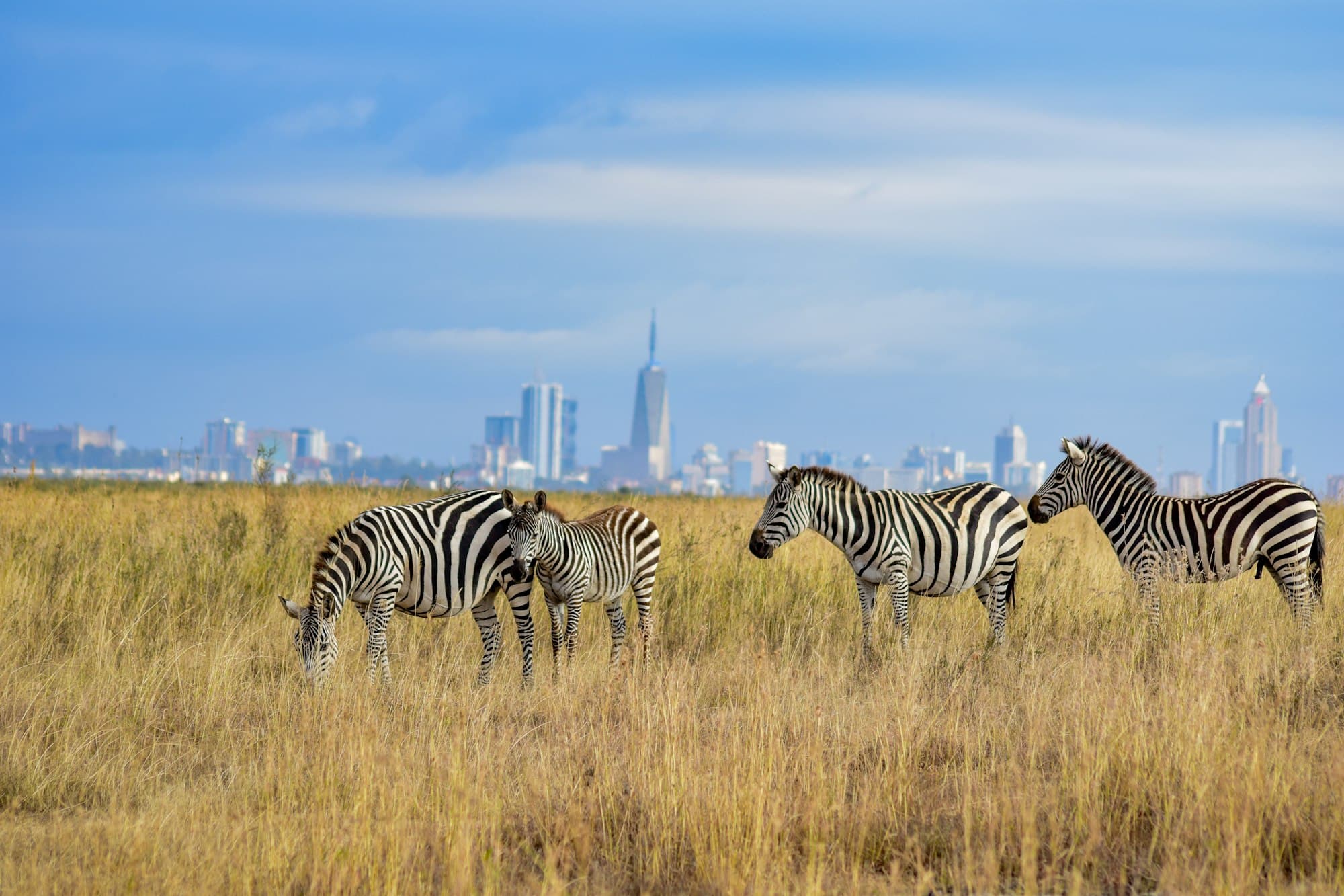 Zebras grazing in Nairobi National Park with the city skyline behind